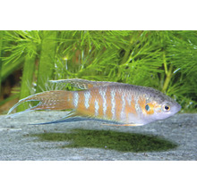 Paradiesfisch Macropodus opercularis in einem Aquarium mit Wasserpflanzen