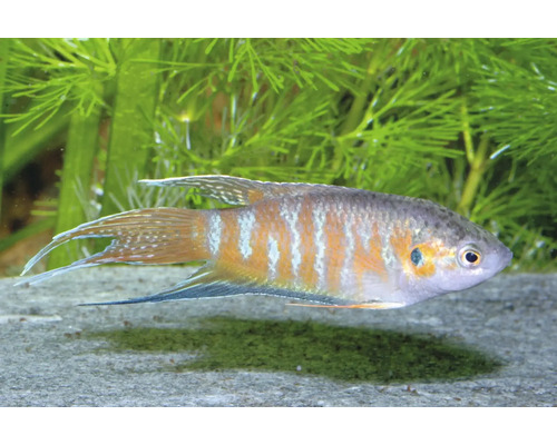 Paradiesfisch Macropodus opercularis in einem Aquarium mit Wasserpflanzen