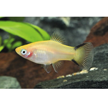 Gelber Platy-Zierfisch im Aquarium mit dunkler Schwanzflosse.