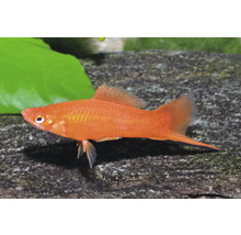 Roter Schwertträger Xiphophorus hellerii Männchen in einem Aquarium.