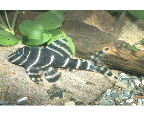 Gestreifter L-Wels liegt auf einem Stein in einem Aquarium mit grünen Pflanzen und Kies.