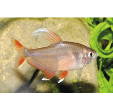Schmucksalmler Hyphessobrycon bentosi mit rötlichen Flossen schwimmend im Aquarium.