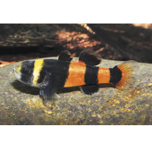 Hummelgrundel mit schwarz-gelben Streifen auf einem Stein im Aquarium.