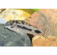 Schachbrett-Panzerwels Corydoras habrosus auf einem Stein im Aquarium.