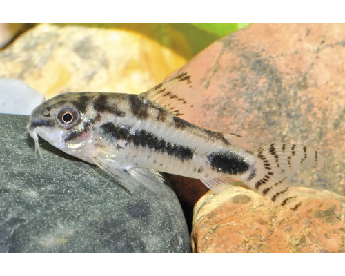 Schachbrett-Panzerwels Corydoras habrosus auf einem Stein im Aquarium.