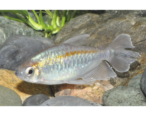 Blauer Kongosalmler mit schimmernden Schuppen und orangefarbenem Streifen im Aquarium mit Steinen und Pflanzen.