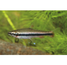 Zwergzierfisch mit schwarzem Längsstreifen und rötlicher Schwanzflosse in einem bepflanzten Aquarium.