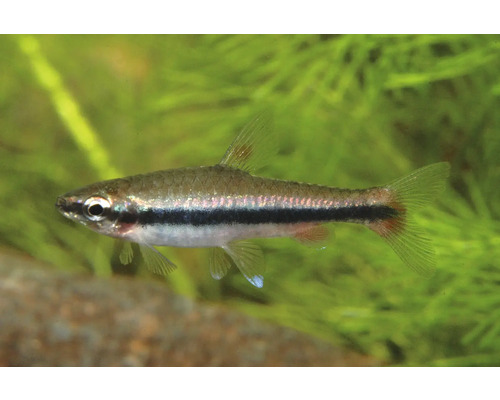 Zwergzierfisch mit schwarzem Längsstreifen und rötlicher Schwanzflosse in einem bepflanzten Aquarium.