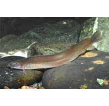 Schmerle mit langgestrecktem Körper und Barteln liegt auf einem Stein in einem Aquarium.