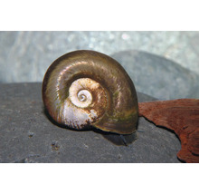 Braune Posthornschnecke für das Aquarium auf einem grauen Stein.