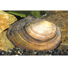 Große Teichmuschel in einem Aquarium auf dunklem Kies zwischen Steinen.