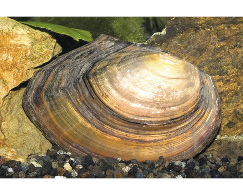Große Teichmuschel in einem Aquarium auf dunklem Kies zwischen Steinen.