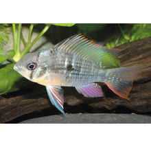 Bolivianischer Schmetterlingsbuntbarsch Mikrogeophagus altispinosus im Aquarium mit Pflanzen und Wurzelholz.