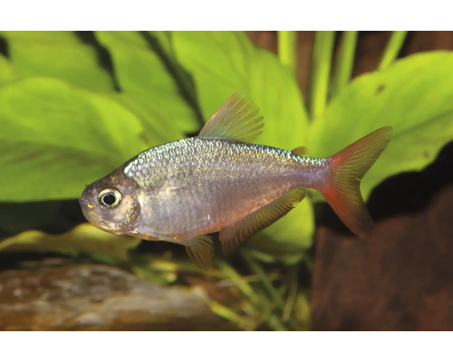 Rautenflecksalmler Hyphessobrycon anisitsi mit silbrigem Körper und roten Flossen.