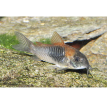 Panzerwels Corydoras in einem Aquarium auf einem Stein.