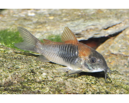 Panzerwels Corydoras in einem Aquarium auf einem Stein.