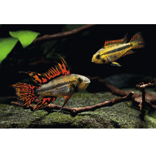 Zwei Kakadu-Zwergbuntbarsche (Apistogramma cacatuoides) in einem Aquarium mit Wurzelholz und grünen Pflanzen.