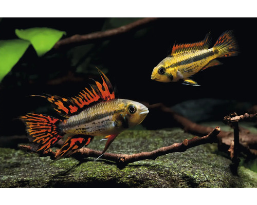 Fisch Kakaduzwergbuntbarsch - Apistogramma cacatuiodes Zwei Kakadu-Zwergbuntbarsche (Apistogramma cacatuoides) in einem Aquarium mit Wurzelholz und grünen Pflanzen.