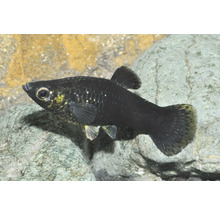 Schwarzer Molly Poecilia sphenops schwimmt im Aquarium vor Steinen.