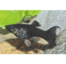 Zierfisch Black Molly Poecilia sphenops im Aquarium.