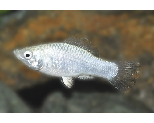 Fisch Silber Molly - Poecilia latipinna Silberweißer Molly-Fisch für Aquarien mit irisierenden Schuppen und transparenten Flossen.