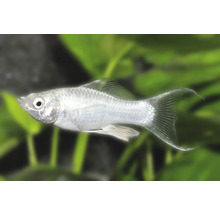 Silber-Molly mit Lyraschwanz, Poecilia sphenops, lebendgebärender Zierfisch für Süßwasseraquarien