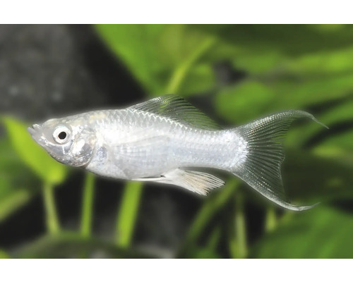 Silber-Molly mit Lyraschwanz, Poecilia sphenops, lebendgebärender Zierfisch für Süßwasseraquarien