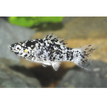 Dalmatiner Molly Poecilia sphenops, ein schwarz-weiß gefleckter Zierfisch für das Aquarium.