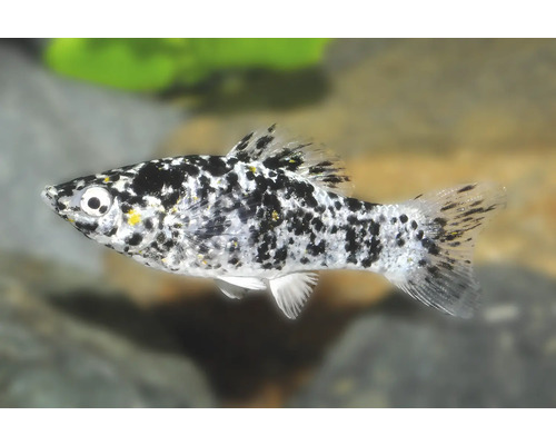 Dalmatiner Molly Poecilia sphenops, ein schwarz-weiß gefleckter Zierfisch für das Aquarium.