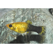 Gold-Schwarz-Molly Zierfisch mit goldenem Körper und schwarzer Schwanzpartie im Aquarium.