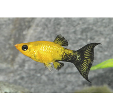 Gold-Molly Zierfisch mit schwarzen Flecken für das Aquarium.