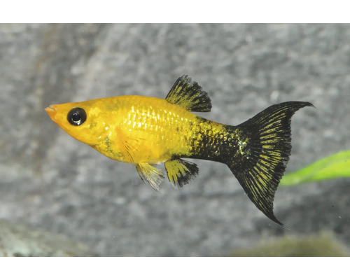 Gold-Molly Zierfisch mit schwarzen Flecken für das Aquarium.