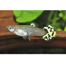 Guppy Poecilia reticulata mit silbrigem Körper und gelb-schwarz gemusterter Schwanzflosse in einem Aquarium.