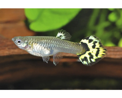 Guppy Poecilia reticulata mit silbrigem Körper und gelb-schwarz gemusterter Schwanzflosse in einem Aquarium.
