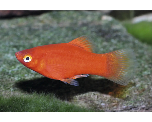 Roter Platy Zierfisch schwimmend in einem Aquarium.