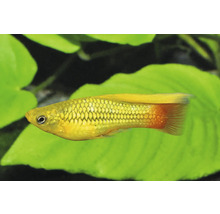 Gelber Platy Zierfisch mit orangefarbener Schwanzflosse in einem Aquarium.