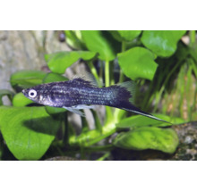 Schwarzer Schwertträger Aquarienfisch Xiphophorus hellerii im Aquarium mit Wasserpflanzen.
