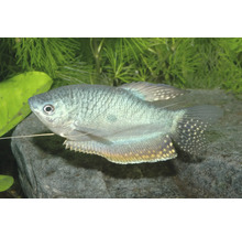 Fadenfisch schwimmend in einem Aquarium mit Wasserpflanzen und Steinen.