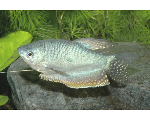Fadenfisch schwimmend in einem Aquarium mit Wasserpflanzen und Steinen.