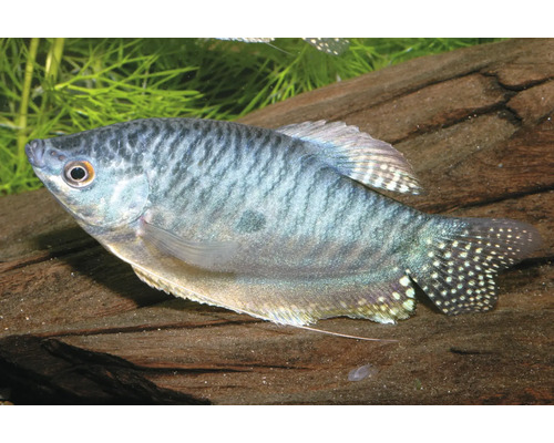 Marmorgurami Trichopodus trichopterus mit dunkler Marmorierung und fadenförmigen Bauchflossen im Aquarium.