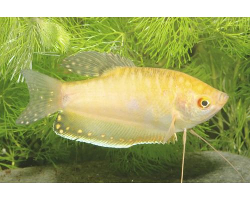 Goldener Fadenfisch Trichopodus trichopterus im Aquarium vor Wasserpflanzen.