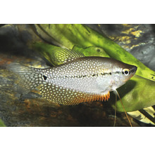 Mosaikfadenfisch Trichopodus leerii im Aquarium mit Wasserpflanzen.