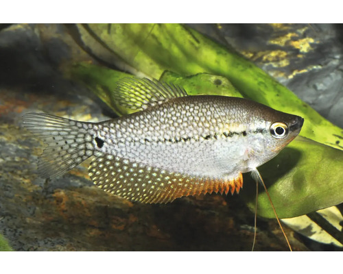 Mosaikfadenfisch Trichopodus leerii im Aquarium mit Wasserpflanzen.