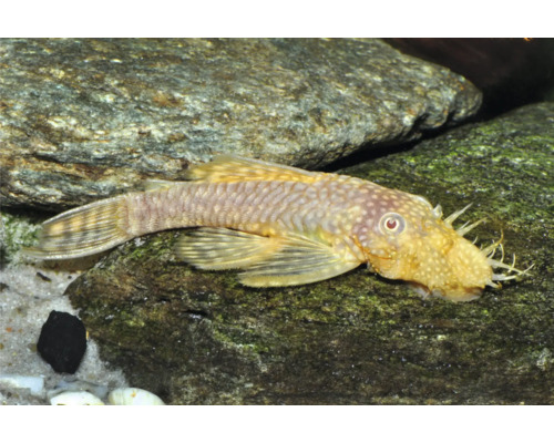 Antennenwels Ancistrus mit Tentakeln am Kopf auf einem Stein in einem Aquarium mit Sand.
