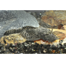 Brauner Antennenwels Ancistrus mit Tentakeln auf dem Kopf in einem Aquarium mit Steinen und Kies.