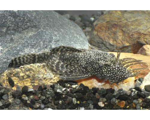 Brauner Antennenwels Ancistrus mit Tentakeln auf dem Kopf in einem Aquarium mit Steinen und Kies.