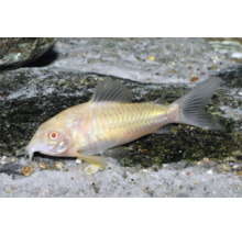 Albino-Panzerwels Corydoras in einem Aquarium auf Sandboden mit Steinen.