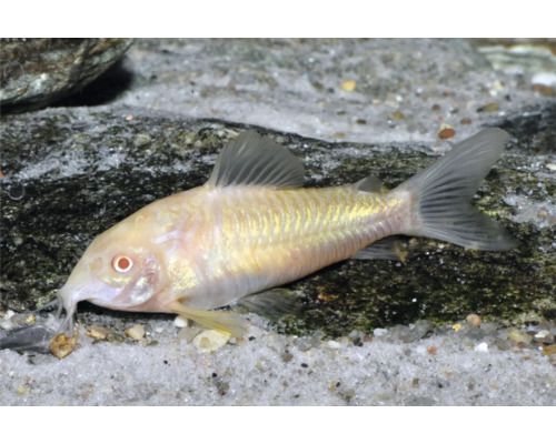Albino-Panzerwels Corydoras in einem Aquarium auf Sandboden mit Steinen.