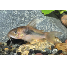 Metallpanzerwels Corydoras aeneus im Aquarium auf Kieselsteinen.