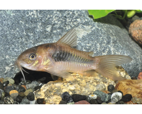 Metallpanzerwels Corydoras aeneus im Aquarium auf Kieselsteinen.